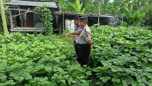 Polsek Sarirejo Monitoring Lahan Kacang Warga, Dorong Penguatan Ketahanan Pangan di Lamongan