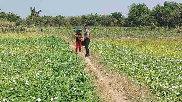 Polsek Kembangbahu Intensifkan Monitoring Program Pekarangan Bergizi, Dukung Ketahanan Pangan Masyarakat