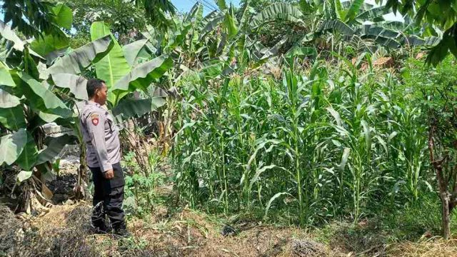 Polsek Pucuk Monitoring Ketahanan Pangan dan Pekarangan Bergizi, Dorong Warga Produktif Manfaatkan Lahan
