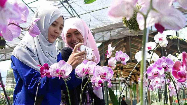 Anggrek di Rumah Tetap Subur dan Rajin Berbunga, Ini Cara Merawatnya