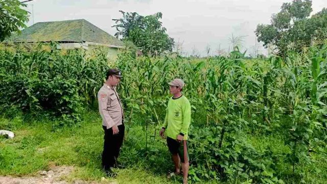 Polsek Sarirejo Monitoring Lahan Jagung Warga, Dorong Semangat Petani Dukung Swasembada Pangan