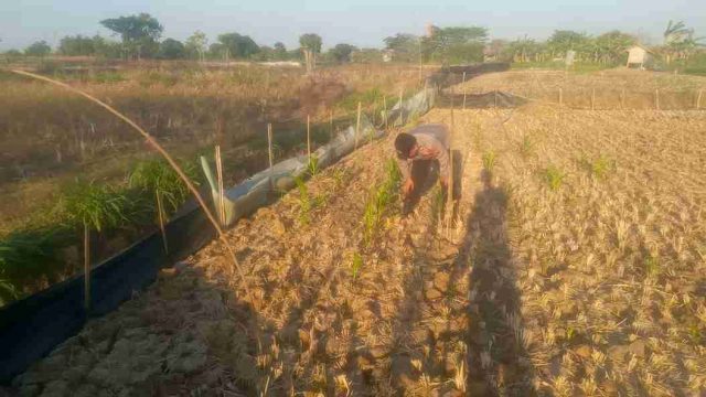 Polsek Solokuro Monitoring Panen Raya Jagung di Desa Dadapan, Dukung Ketahanan Pangan Nasional