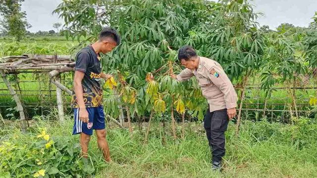 Polsek Sarirejo Monitoring Tanaman Singkong Siap Panen, Perkuat Dukungan terhadap Ketahanan Pangan Nasional