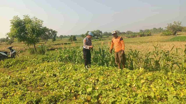 Polsek Sarirejo Monitoring Lahan Jagung Warga, Dukung Percepatan Swasembada Pangan Nasional