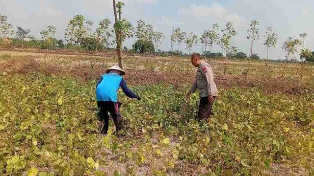 Polsek Sarirejo Monitoring Lahan Kacang Hijau, Dorong Swasembada dan Ketahanan Pangan di Desa Dermolemahbang