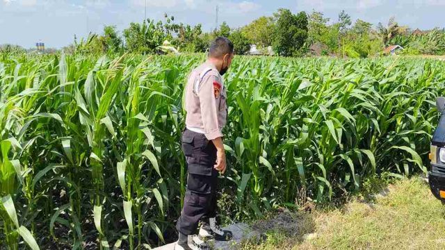 Polsek Kembangbahu Lamongan Intensifkan Monitoring Pekarangan Bergizi dan Pemanfaatan Lahan untuk Ketahanan Pangan
