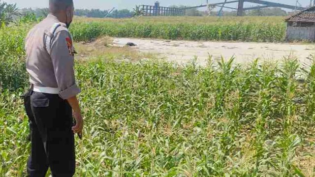 Polsek Kembangbahu Lamongan Perkuat Ketahanan Pangan melalui Monitoring Program Pekarangan Pangan Bergizi