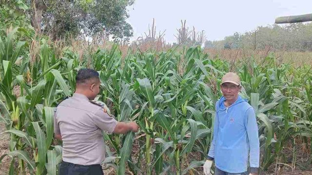 Polsek Kembangbahu Monitoring Program Pekarangan Bergizi, Dukung Ketahanan Pangan di Desa Puter Lamongan 