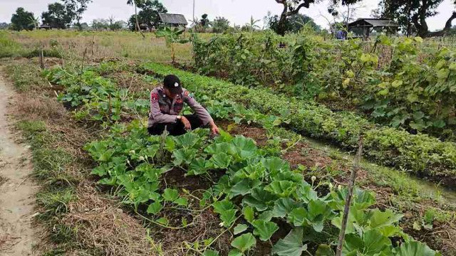 Polsek Solokuro Lamongan Monitoring Tanaman Umbi-umbian, Dukung Ketahanan Pangan dan Swasembada Nasional
