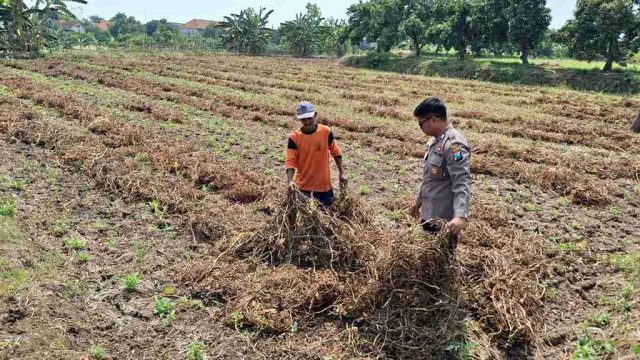 Polsek Sarirejo Monitoring Lahan Kangkung Warga, Dorong Ketahanan Pangan di Desa Dermolemahbang