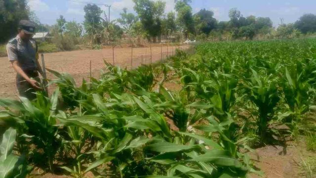 Polsek Solokuro Monitoring Tanaman Jagung di Desa Sugihan Lamongan, Dukung Ketahanan Pangan Nasional