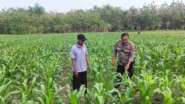 Dukung Ketahanan Pangan, Polsek Kembangbahu Lamongan Monitoring Program Pekarangan Bergizi di Desa Pelang