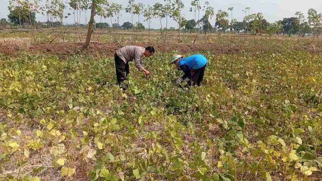 Dukung Swasembada Pangan, Polsek Sarirejo Pantau Lahan Kacang Hijau Warga di Dermolemahbang