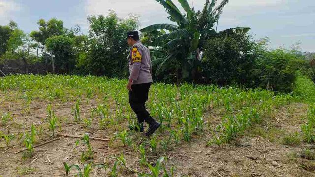 Polsek Kembangbahu Pantau Program Pekarangan Bergizi, Dorong Ketahanan Pangan Warga Lamongan