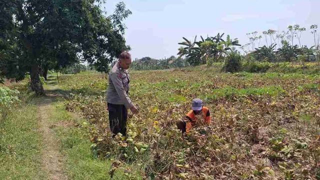 Polsek Sarirejo Perkuat Ketahanan Pangan, Pantau Lahan Kacang Hijau Siap Panen di Dermolemahbang Lamongan 