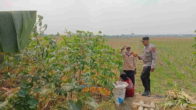 Dorong Swasembada Pangan, Polsek Pucuk Aktif Pantau Lahan Produktif dan Pekarangan Warga