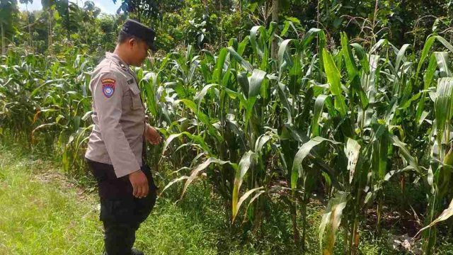 Polsek Kembangbahu Pantau Program Pekarangan Bergizi, Dorong Pemanfaatan Lahan untuk Ketahanan Pangan