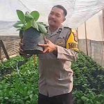 Lamongan