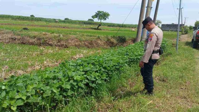 Polsek Kembangbahu Monitoring Pekarangan Bergizi, Dorong Ketahanan Pangan Berbasis Pemanfaatan Lahan