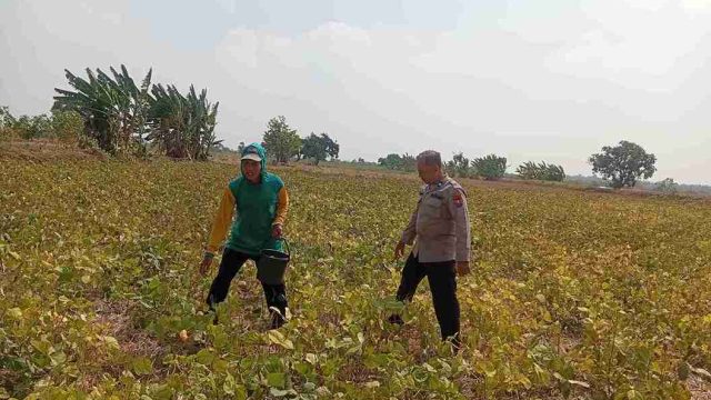 Polsek Sarirejo Monitoring Lahan Kacang Hijau, Dukung Swasembada dan Ketahanan Pangan Nasional