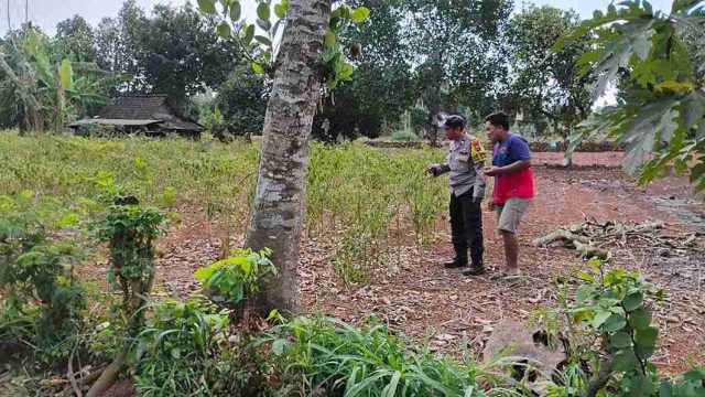 Polsek Solokuro Monitoring Tanaman Jagung, Perkuat Dukungan Ketahanan Pangan Menuju Swasembada Nasional