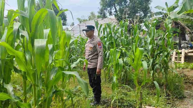 Polsek Kembangbahu Monitoring Program Pekarangan Bergizi, Dorong Ketahanan Pangan dari Lingkungan Warga