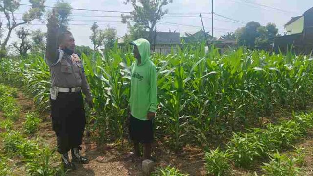 Polsek Kembangbahu Intensifkan Monitoring Pekarangan Bergizi, Dorong Kemandirian Pangan Masyarakat