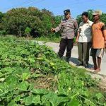 Swasembada pangan Lamongan