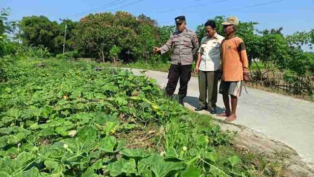Dukung Swasembada Pangan, Polsek Sarirejo Monitoring Lahan Tanaman Waluh Warga Dermolemahbang