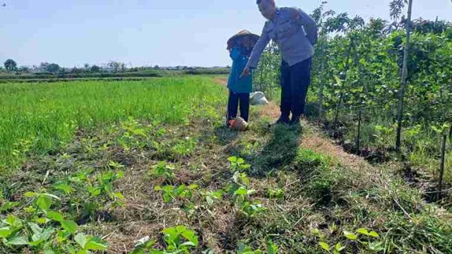 Dukung Swasembada Pangan, Polsek Sarirejo Monitoring Lahan Pertanian Warga Dermolemahbang