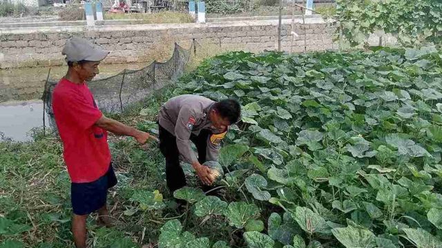 Polsek Karangbinangun Monitoring Tanaman Semangka P2B di Desa Priyoso