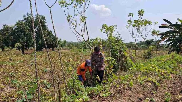 Polsek Sarirejo Pantau Lahan Singkong Warga, Dukung Swasembada dan Ketahanan Pangan Nasional