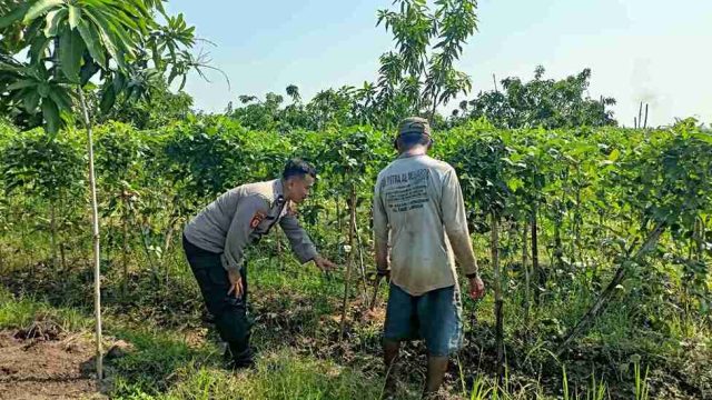 Polsek Sarirejo Monitoring Lahan Jagung dan Kacang Warga, Dukung Swasembada Pangan Nasional