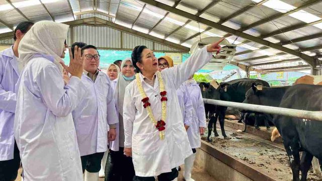Penguatan Koperasi Jadi Kunci, Kementan Pacu Produksi Susu Dalam Negeri