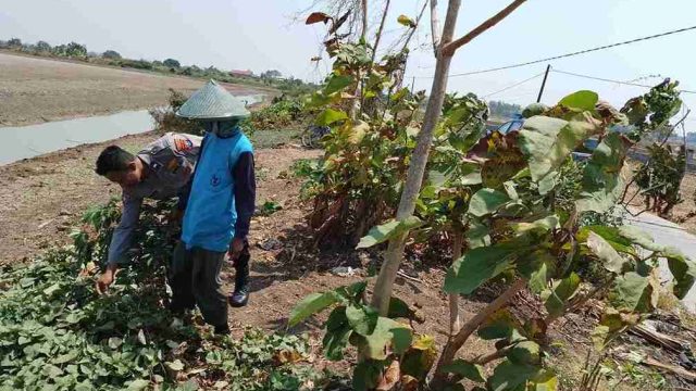 Dukung Swasembada Pangan, Polsek Sarirejo Monitoring Lahan Kacang Warga di Dermolemahbang