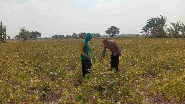 Kacang Hijau Warga Siap Panen, Polsek Sarirejo Turun ke Lahan Dukung Swasembada Pangan