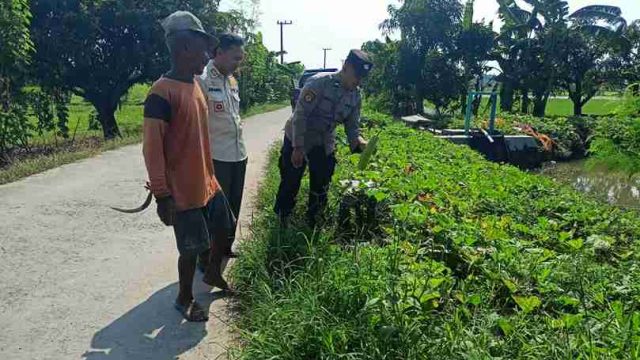 Polsek Sarirejo Pantau Tanaman Kacang dan Waluh di Lamongan, Dukung Swasembada Pangan