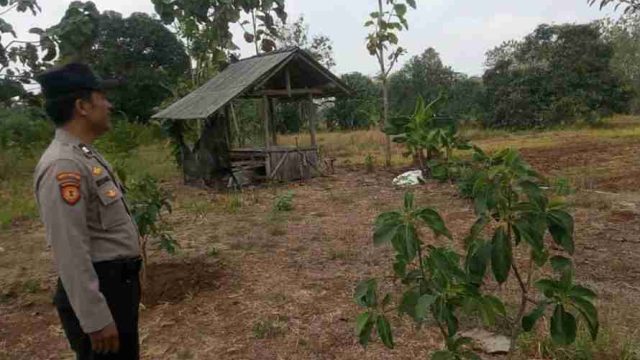 Dukung Ketahanan Pangan Nasional, Polsek Solokuro Monitoring Tanaman Ubi-ubian Milik Petani