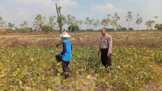 Dukung Swasembada Pangan Nasional, Polsek Sarirejo Monitoring Tanaman Kacang Hijau di Desa Dermolemahbang
